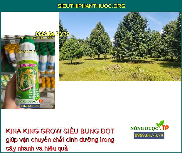 KINA KING GROW SIÊU BUNG ĐỌT giúp vận chuyển chất dinh dưỡng trong cây nhanh và hiệu quả.