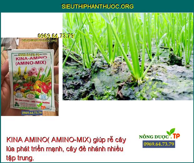 KINA AMINO( AMINO-MIX) giúp rễ cây lúa phát triển mạnh, cây đẻ nhánh nhiều tập trung.