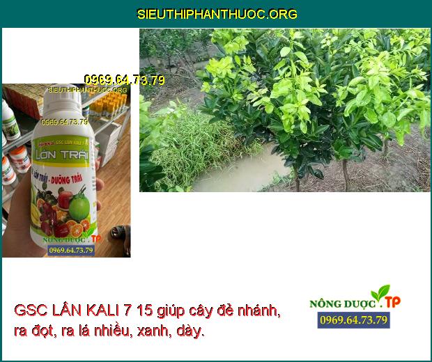 GSC LÂN KALI 7 15 giúp cây đẻ nhánh, ra đọt, ra lá nhiều, xanh, dày.