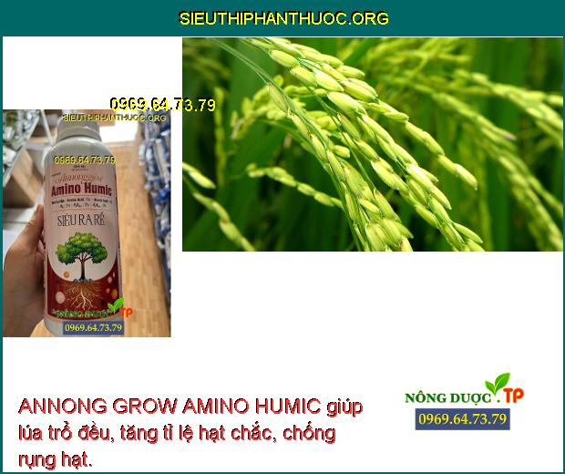 ANNONG GROW AMINO HUMIC giúp lúa trổ đều, tăng tỉ lệ hạt chắc, chống rụng hạt.