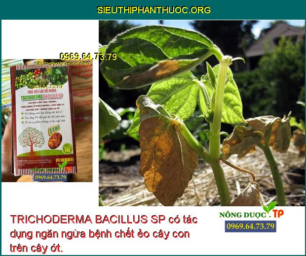 TRICHODERMA BACILLUS SP có tác dụng ngăn ngừa bệnh chết ẻo cây con trên cây ớt.