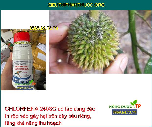 CHLORFENA 240SC có tác dụng đặc trị rệp sáp gây hại trên cây sầu riêng, tăng khả năng thu hoạch.