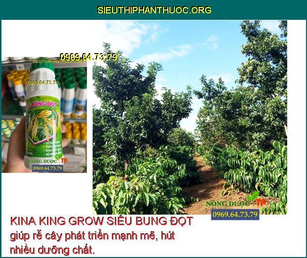 KINA KING GROW SIÊU BUNG ĐỌT giúp rễ cây phát triển mạnh mẽ, hút nhiều dưỡng chất.