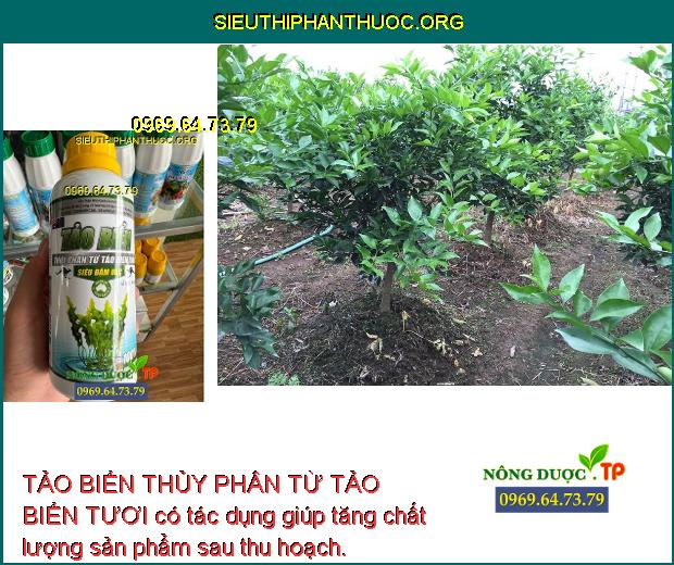 TẢO BIỂN THỦY PHÂN TỪ TẢO BIỂN TƯƠI có tác dụng giúp tăng chất lượng sản phẩm sau thu hoạch.