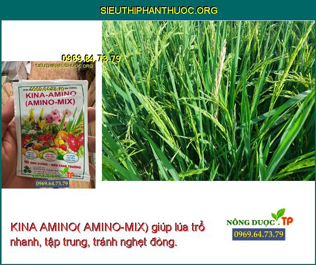 KINA AMINO( AMINO-MIX) giúp lúa trổ nhanh, tập trung, tránh nghẹt đòng.