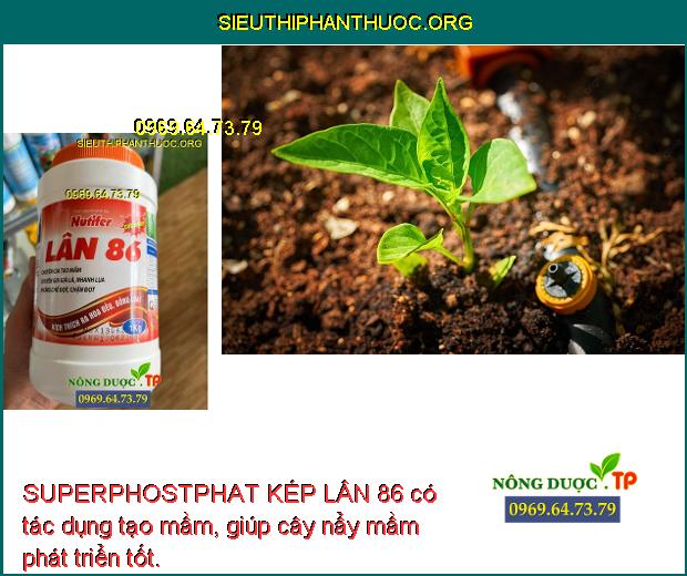 SUPERPHOSTPHAT KÉP LÂN 86 có tác dụng tạo mầm, giúp cây nẩy mầm phát triển tốt.