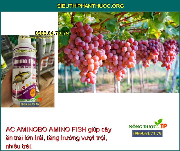 AC AMINOBO AMINO FISH giúp cây ăn trái lớn trái, tăng trưởng vượt trội, nhiều trái.