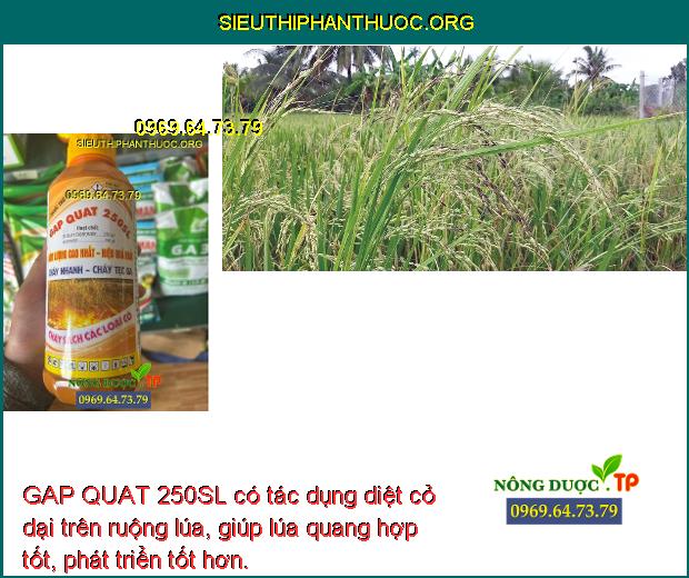 GAP QUAT 250SL có tác dụng diệt cỏ dại trên ruộng lúa, giúp lúa quang hợp tốt, phát triển tốt hơn.