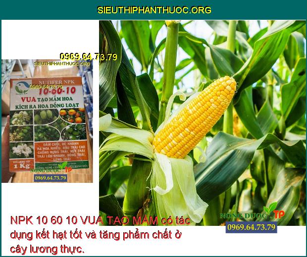 NPK 10 60 10 VUA TẠO MẦM có tác dụng kết hạt tốt và tăng phẩm chất ở cây lương thực.