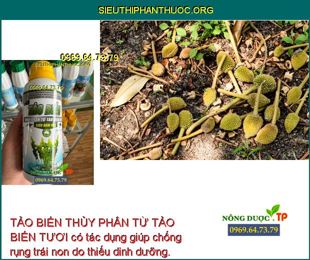 TẢO BIỂN THỦY PHÂN TỪ TẢO BIỂN TƯƠI có tác dụng giúp chống rụng trái non do thiếu dinh dưỡng.