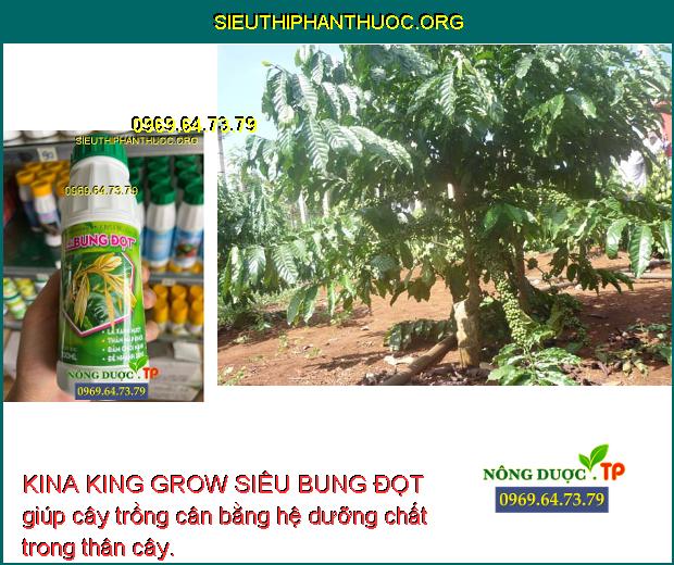 KINA KING GROW SIÊU BUNG ĐỌT giúp cây trồng cân bằng hệ dưỡng chất trong thân cây.