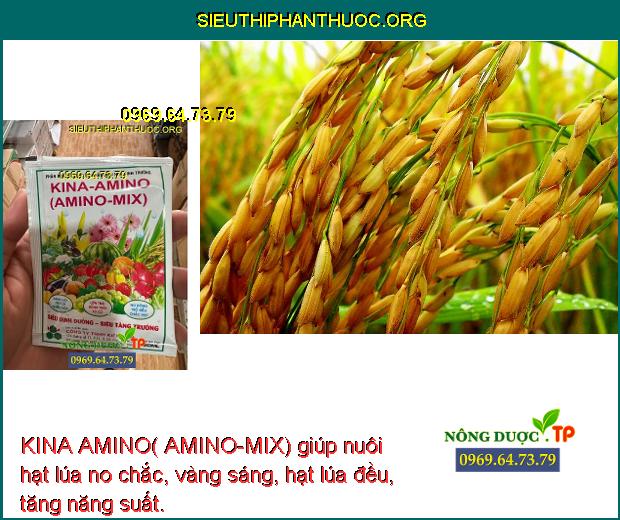 KINA AMINO( AMINO-MIX) giúp nuôi hạt lúa no chắc, vàng sáng, hạt lúa đều, tăng năng suất.