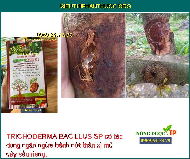 TRICHODERMA BACILLUS SP có tác dụng ngăn ngừa bệnh nứt thân xì mủ cây sầu riêng.