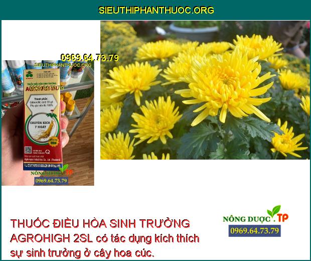 THUỐC ĐIỀU HÒA SINH TRƯỞNG AGROHIGH 2SL có tác dụng kích thích sự sinh trưởng ở cây hoa cúc.