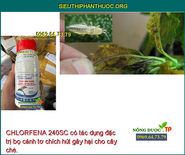 CHLORFENA 240SC có tác dụng đặc trị bọ cánh tơ chích hút gây hại cho cây chè.