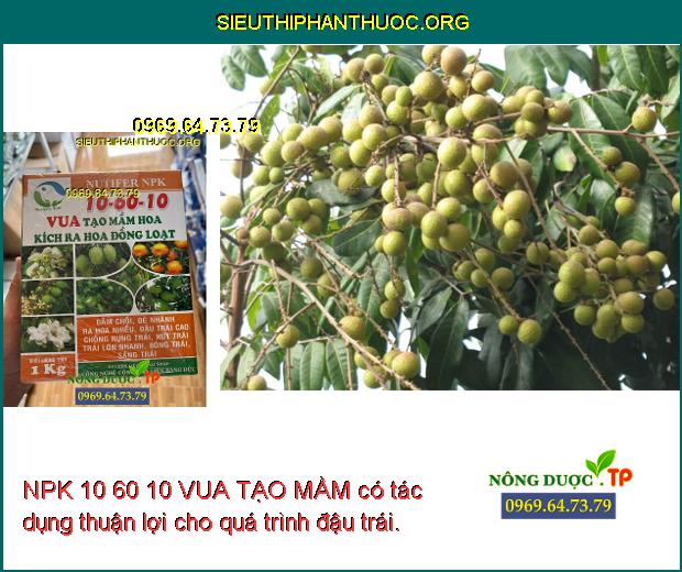 NPK 10 60 10 VUA TẠO MẦM có tác dụng thuận lợi cho quá trình đậu trái.