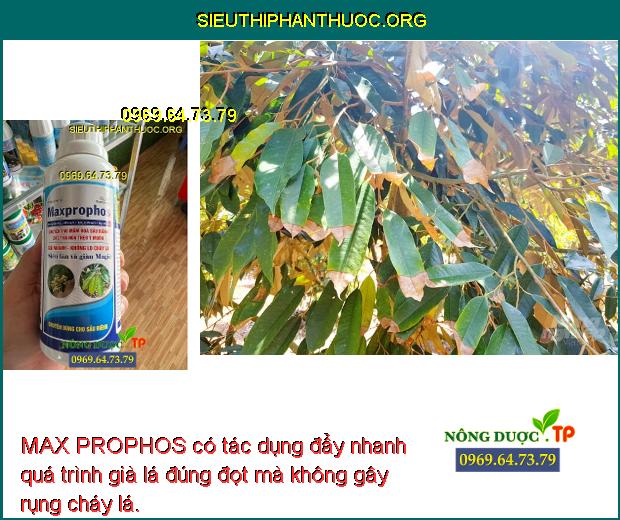 MAX PROPHOS có tác dụng đẩy nhanh quá trình già lá đúng đọt mà không gây rụng cháy lá.