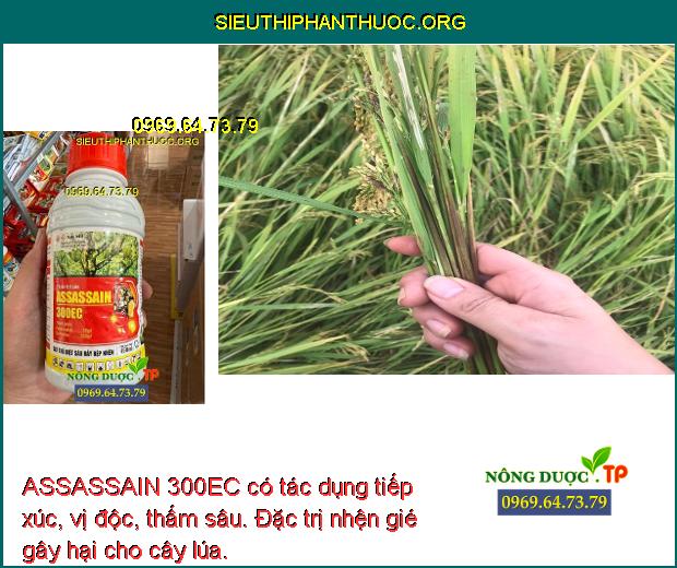 ASSASSAIN 300EC có tác dụng tiếp xúc, vị độc, thấm sâu. Đặc trị nhện gié gây hại cho cây lúa.