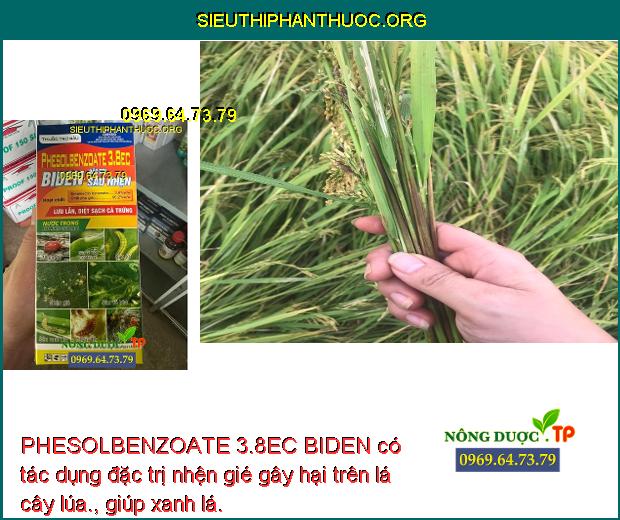 PHESOLBENZOATE 3.8EC BIDEN có tác dụng đặc trị nhện gié gây hại trên lá cây lúa., giúp xanh lá.