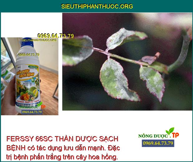 FERSSY 66SC THẦN DƯỢC SẠCH BỆNH có tác dụng lưu dẫn mạnh. Đặc trị bệnh phấn trắng trên cây hoa hồng.
