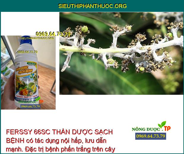 FERSSY 66SC THẦN DƯỢC SẠCH BỆNH có tác dụng lưu dẫn mạnh. Đặc trị bệnh phấn trắng trên cây xoài.