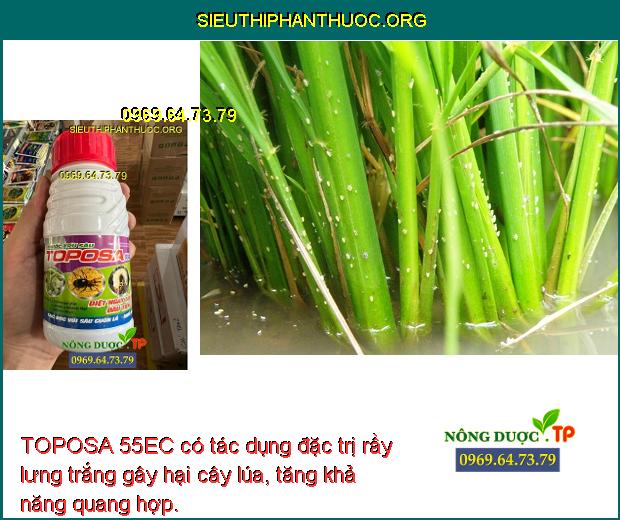 TOPOSA 55EC có tác dụng đặc trị rầy lưng trắng gây hại cây lúa, tăng khả năng quang hợp.