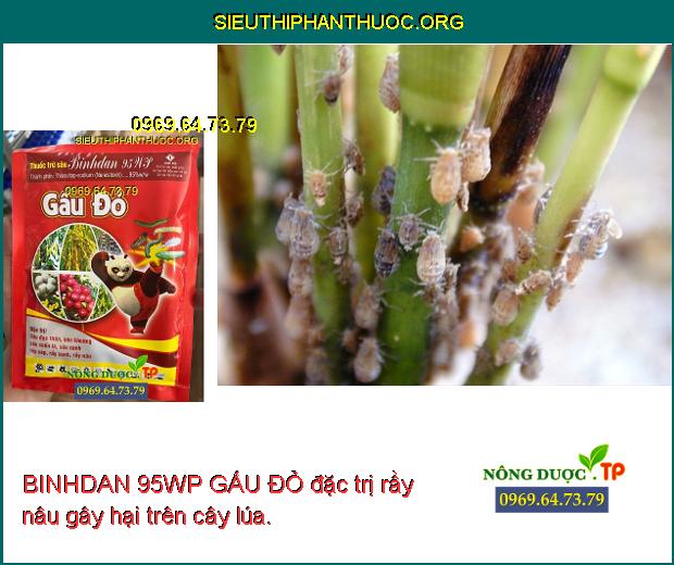BINHDAN 95WP GẤU ĐỎ đặc trị rầy nâu gây hại trên cây lúa.