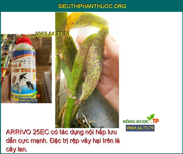 ARRIVO 25EC có tác dụng nội hấp lưu dẫn cực mạnh. Đặc trị rệp vảy hại trên lá cây lan.