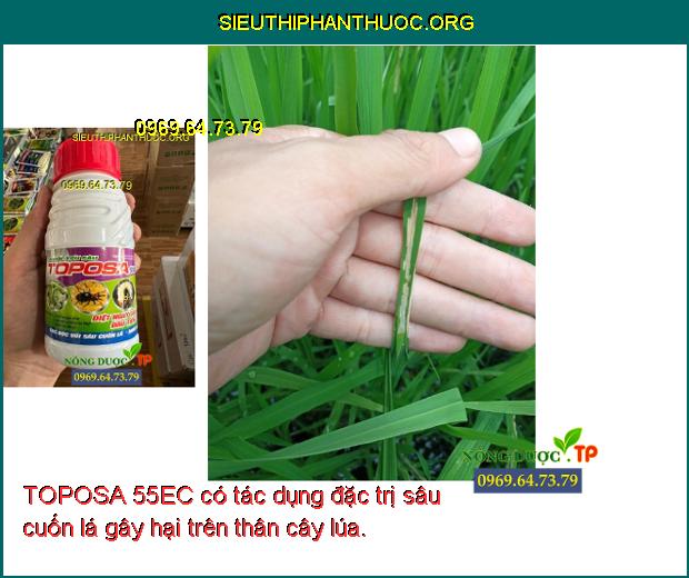 TOPOSA 55EC có tác dụng đặc trị sâu cuốn lá gây hại trên thân cây lúa.