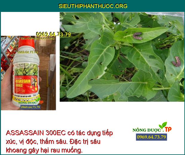 ASSASSAIN 300EC có tác dụng tiếp xúc, vị độc, thấm sâu. Đặc trị sâu khoang gây hại rau muống.