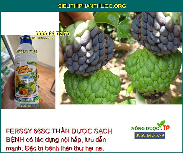 FERSSY 66SC THẦN DƯỢC SẠCH BỆNH có tác dụng nội hấp, lưu dẫn mạnh. Đặc trị bệnh thán thư hại na.