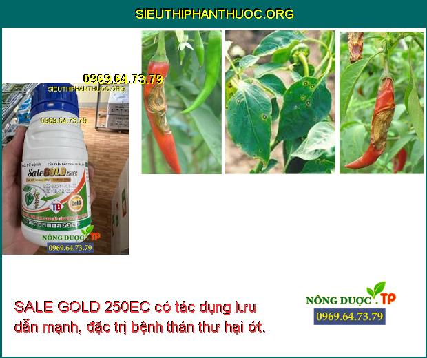 SALE GOLD 250EC có tác dụng lưu dẫn mạnh, đặc trị bệnh thán thư hại ớt.