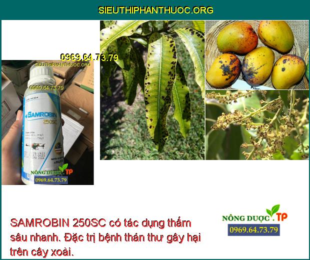 SAMROBIN 250SC có tác dụng thấm sâu nhanh. Đặc trị bệnh thán thư gây hại trên cây xoài.