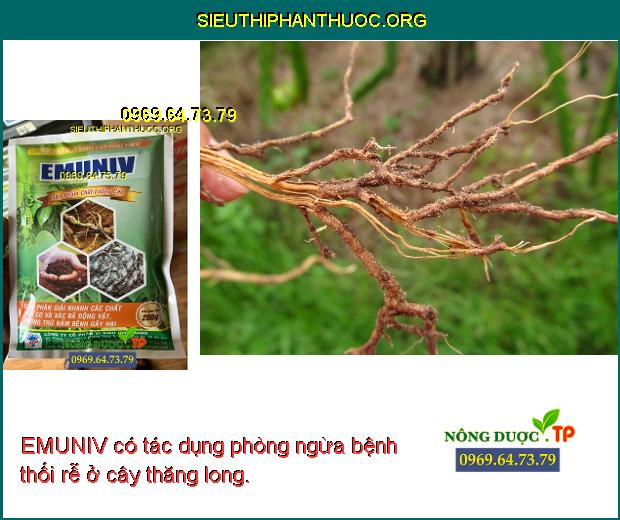 EMUNIV có tác dụng phòng ngừa bệnh thối rễ ở cây thăng long.