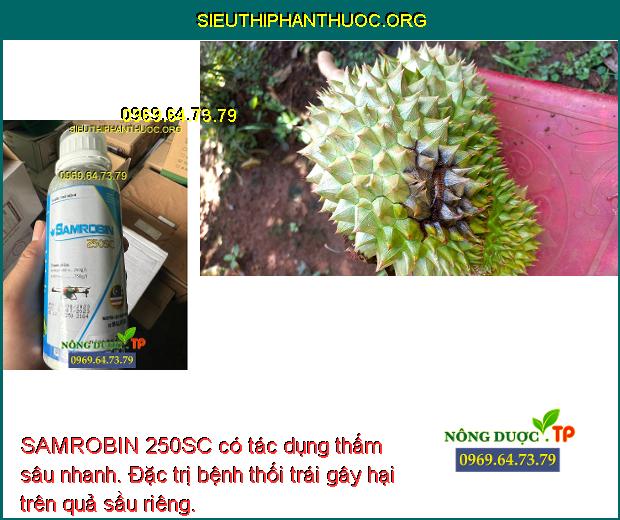 SAMROBIN 250SC có tác dụng thấm sâu nhanh. Đặc trị bệnh thối trái gây hại trên quả sầu riêng.