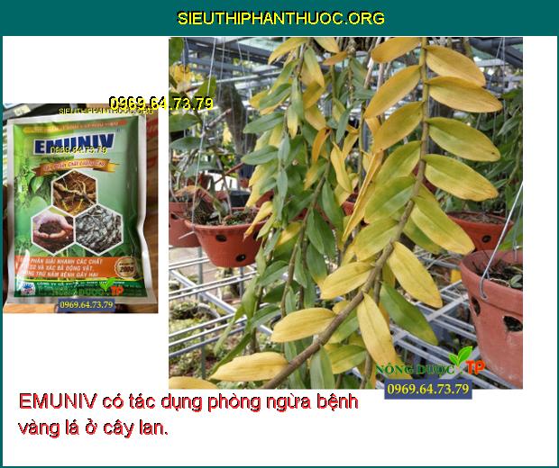 EMUNIV có tác dụng phòng ngừa bệnh vàng lá ở cây lan.