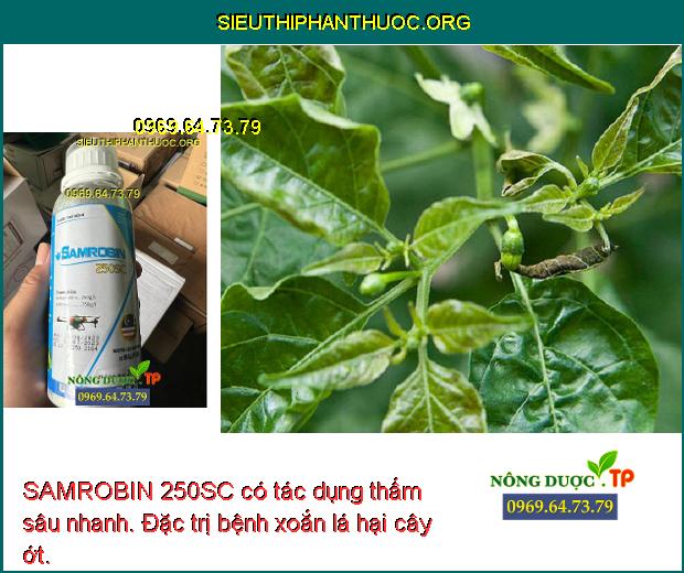SAMROBIN 250SC có tác dụng thấm sâu nhanh. Đặc trị bệnh xoắn lá hại cây ớt.