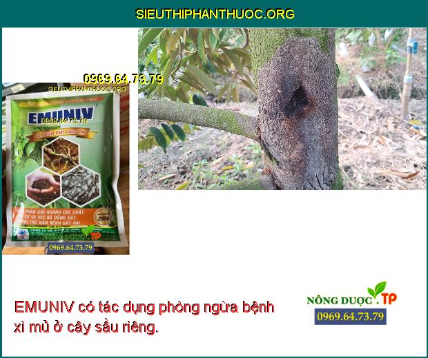 EMUNIV có tác dụng phòng ngừa bệnh xì mủ ở cây sầu riêng.