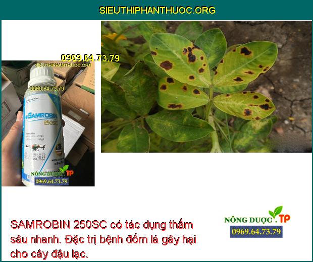 SAMROBIN 250SC có tác dụng thấm sâu nhanh. Đặc trị bệnh đốm lá gây hại cho cây đậu lạc.