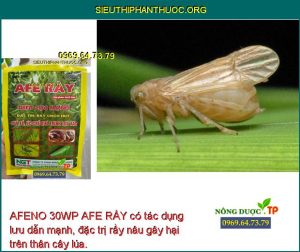 AFENO 30WP AFE RẦY có tác dụng lưu dẫn mạnh, đặc trị rầy nâu gây hại trên thân cây lúa.