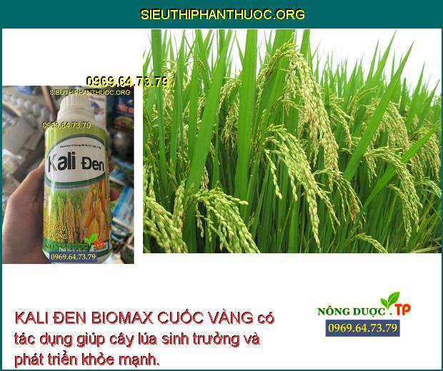 KALI ĐEN BIOMAX CUỐC VÀNG có tác dụng giúp cây lúa sinh trưởng và phát triển khỏe mạnh.