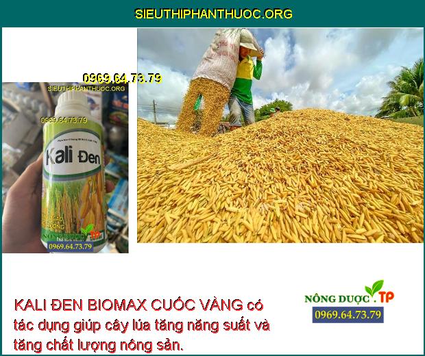 KALI ĐEN BIOMAX CUỐC VÀNG có tác dụng giúp cây lúa tăng năng suất và tăng chất lượng nông sản.