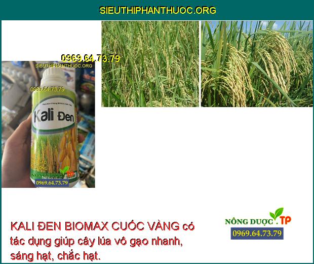 KALI ĐEN BIOMAX CUỐC VÀNG có tác dụng giúp cây lúa vô gạo nhanh, sáng hạt, chắc hạt.