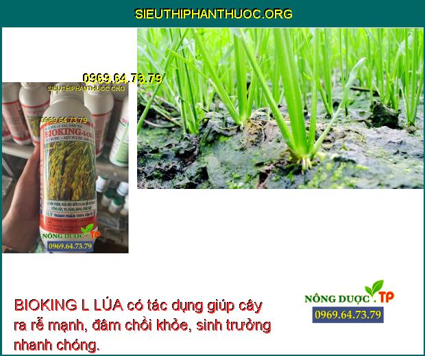 BIOKING L LÚA- Cải Tạo Đất- Đâm Chồi Khỏe- Đẻ Nhánh Nhiều- Đất Tơi Xốp ...