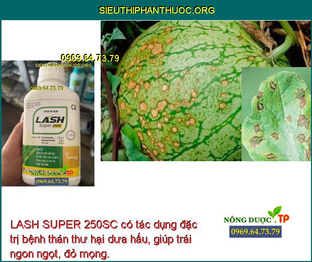 LASH SUPER 250SC có tác dụng đặc trị bệnh thán thư hại dưa hấu, giúp trái ngon ngọt, đỏ mọng.