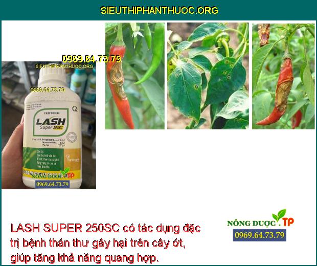 LASH SUPER 250SC có tác dụng đặc trị bệnh thán thư gây hại trên cây ớt, giúp tăng khả năng quang hợp.
