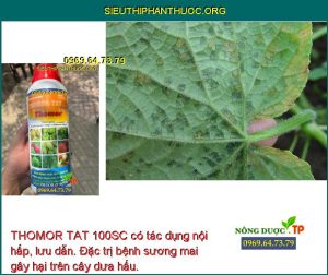 THOMOR TAT 100SC có tác dụng nội hấp, lưu dẫn. Đặc trị bệnh sương mai gây hại trên cây dưa hấu.