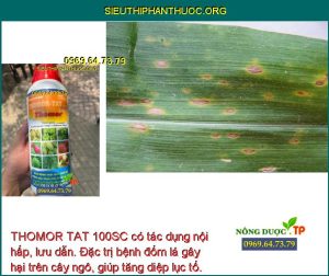 THOMOR TAT 100SC có tác dụng nội hấp, lưu dẫn. Đặc trị bệnh đốm lá gây hại trên cây ngô, giúp tăng diệp lục tố.
